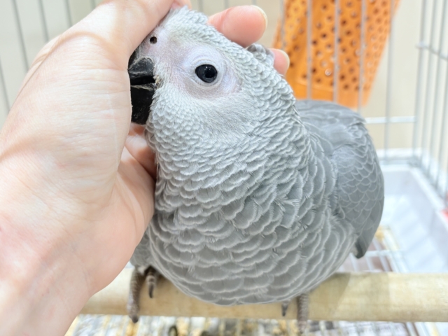 ヨウム