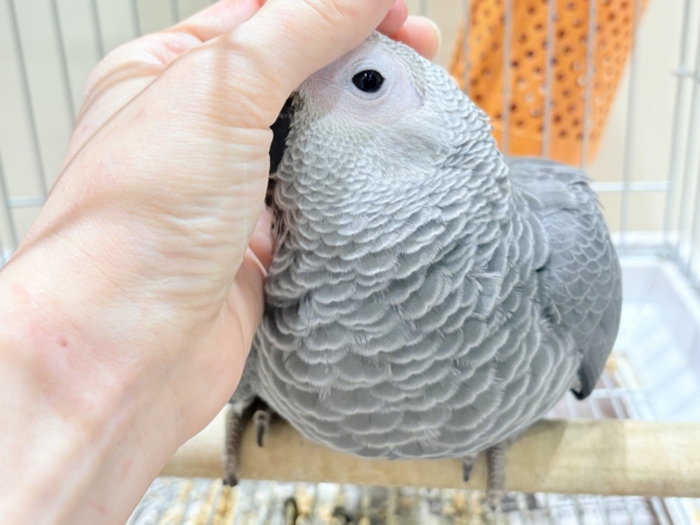 【最新画像更新🪄もうすぐひとり餌☆】極上の甘さに要注意🦜💖ヨウム(男の子) ヨウム