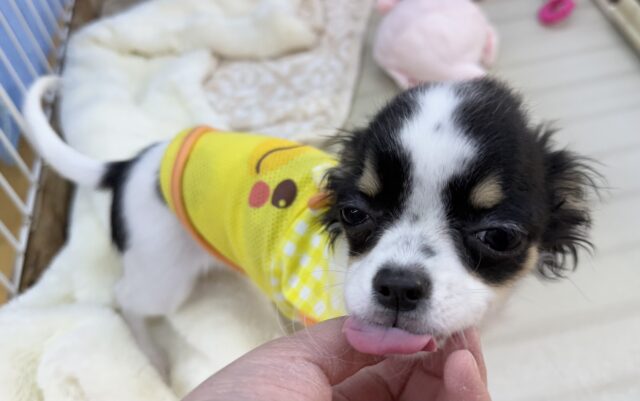 チワワ
