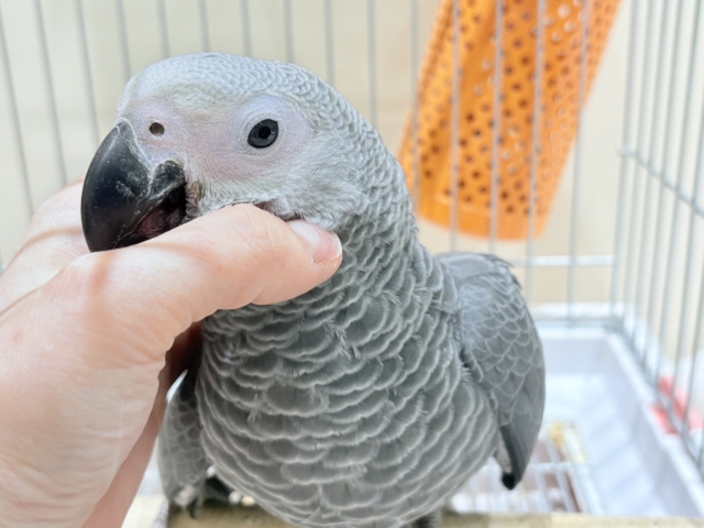 ヨウム