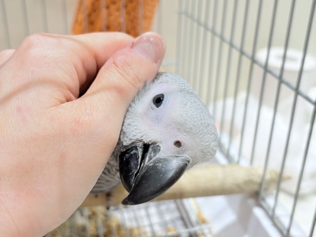 【最新画像更新🪄もうすぐひとり餌☆】極上の甘さに要注意🦜💖ヨウム(男の子) ヨウム
