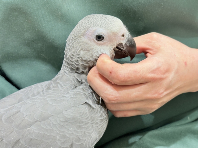 ヨウム