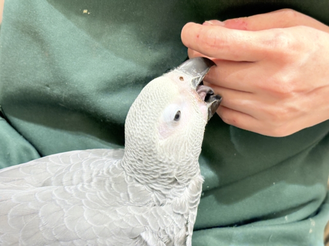 ヨウム