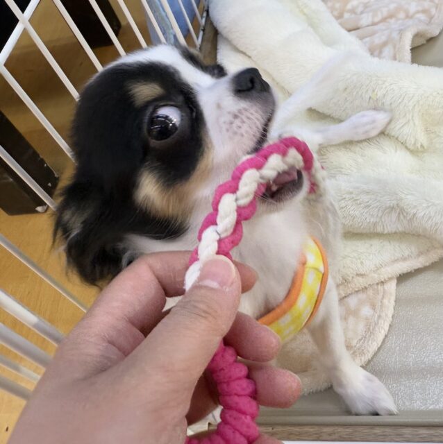 チワワ