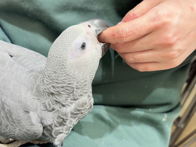 ヨウム