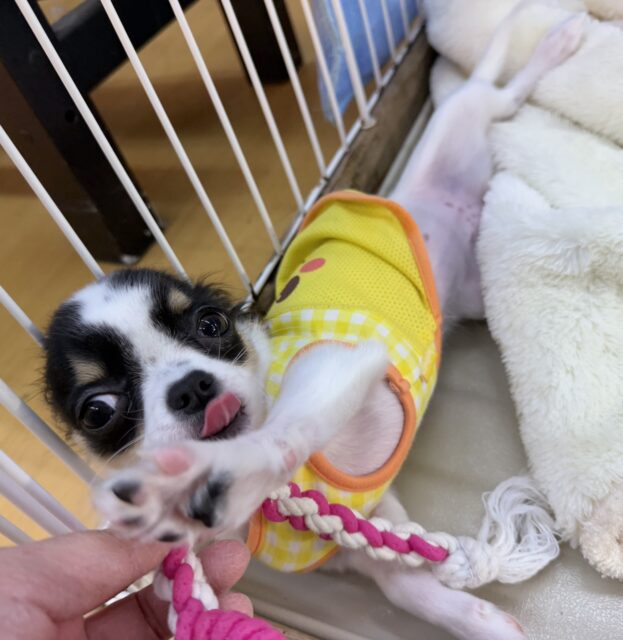 更新📷牛さんのような模様のチワワちゃん! チワワ
