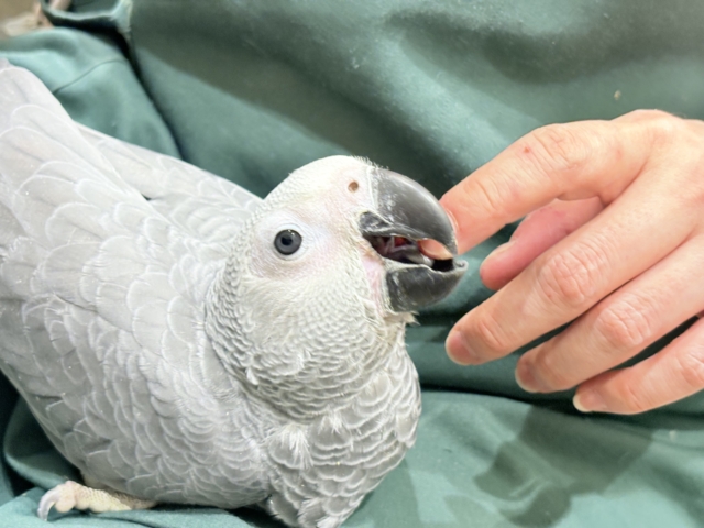 【最新画像更新🪄もうすぐひとり餌☆】極上の甘さに要注意🦜💖ヨウム(男の子) ヨウム