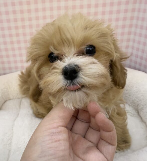 マルプー