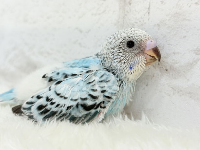 【最新画像更新🪄ひとり餌になりました☆】もりもり食べて大きくなるゾ☆セキセイインコ(オパーリン) ヒナ セキセイインコ