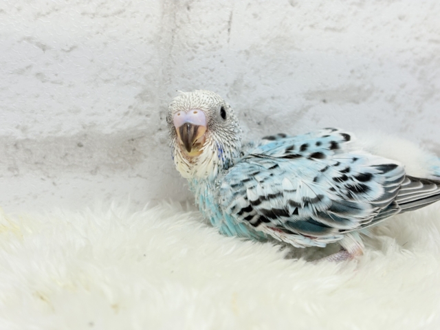 【最新画像更新🪄ひとり餌になりました☆】もりもり食べて大きくなるゾ☆セキセイインコ(オパーリン) ヒナ セキセイインコ