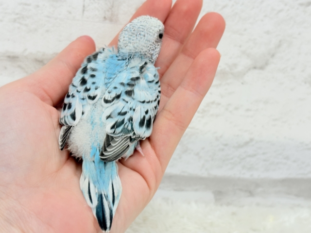 【最新画像更新🪄ひとり餌になりました☆】もりもり食べて大きくなるゾ☆セキセイインコ(オパーリン) ヒナ セキセイインコ