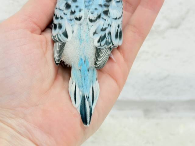 【最新画像更新🪄ひとり餌になりました☆】もりもり食べて大きくなるゾ☆セキセイインコ(オパーリン) ヒナ セキセイインコ