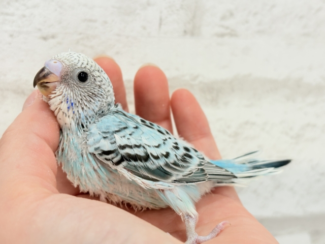 【最新画像更新🪄ひとり餌になりました☆】もりもり食べて大きくなるゾ☆セキセイインコ(オパーリン) ヒナ セキセイインコ