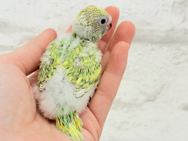 【最新画像更新🪄】ふわふわわた毛が雪みたい🐣❄️💚セキセイインコ(スパングル) ヒナ セキセイインコ