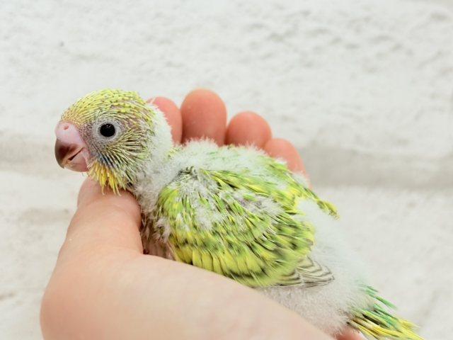 【最新画像更新🪄】ふわふわわた毛が雪みたい🐣❄️💚セキセイインコ(スパングル) ヒナ セキセイインコ