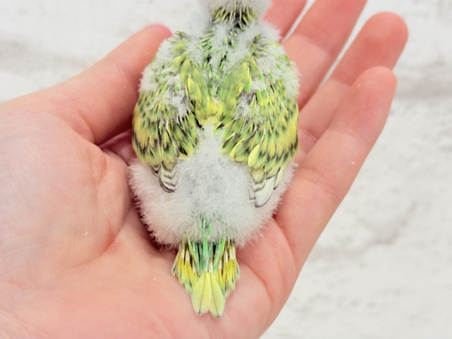 【最新画像更新🪄】ふわふわわた毛が雪みたい🐣❄️💚セキセイインコ(スパングル) ヒナ セキセイインコ