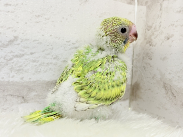 【最新画像更新🪄】ふわふわわた毛が雪みたい🐣❄️💚セキセイインコ(スパングル) ヒナ セキセイインコ