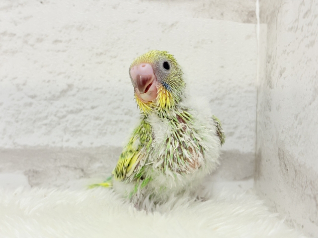 【最新画像更新🪄】ふわふわわた毛が雪みたい🐣❄️💚セキセイインコ(スパングル) ヒナ セキセイインコ