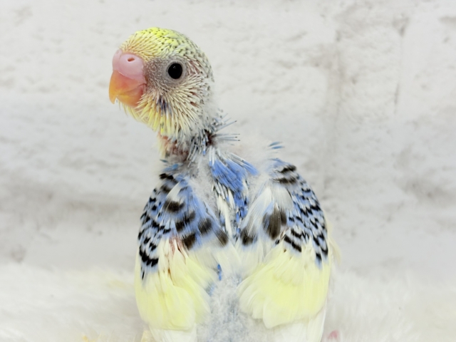 お花みたいなキュート色🐣🌼🪻セキセイインコ(パステルレインボーパイド) ヒナ セキセイインコ
