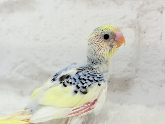お花みたいなキュート色🐣🌼🪻セキセイインコ(パステルレインボーパイド) ヒナ セキセイインコ