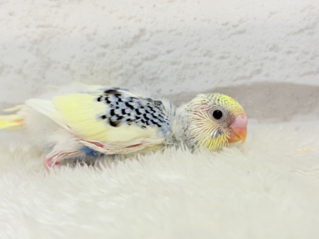 お花みたいなキュート色🐣🌼🪻セキセイインコ(パステルレインボーパイド) ヒナ セキセイインコ