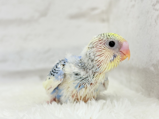 お花みたいなキュート色🐣🌼🪻セキセイインコ(パステルレインボーパイド) ヒナ セキセイインコ