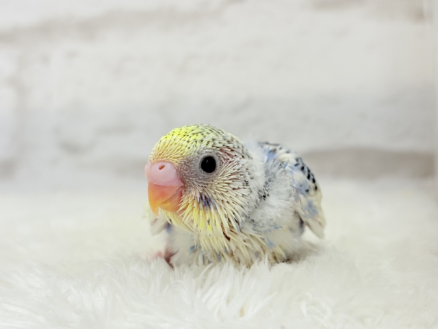 お花みたいなキュート色🐣🌼🪻セキセイインコ(パステルレインボーパイド) ヒナ セキセイインコ