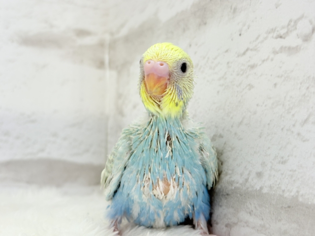【最新画像更新🪄】オンリーワン☆宝石カラー🐣💎.*セキセイインコ(パステルカラーレインボー) ヒナ セキセイインコ