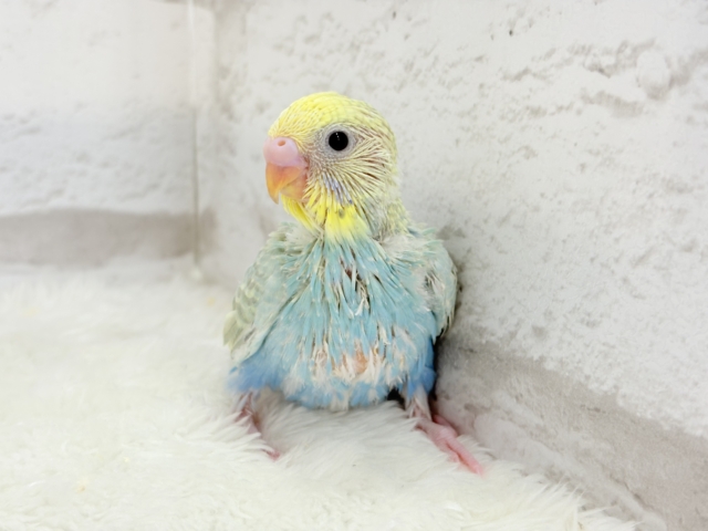 【最新画像更新🪄】オンリーワン☆宝石カラー🐣💎.*セキセイインコ(パステルカラーレインボー) ヒナ セキセイインコ