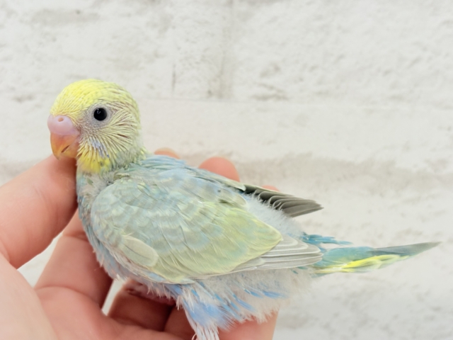 【最新画像更新🪄】オンリーワン☆宝石カラー🐣💎.*セキセイインコ(パステルカラーレインボー) ヒナ セキセイインコ