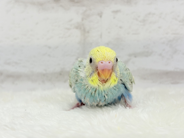 【最新画像更新🪄】オンリーワン☆宝石カラー🐣💎.*セキセイインコ(パステルカラーレインボー) ヒナ セキセイインコ