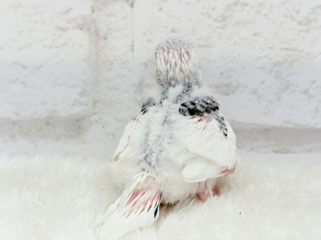 【最新画像更新🪄】個性的カラー☆上目遣いが得意な子♥セキセイインコ(パイド) ヒナ セキセイインコ