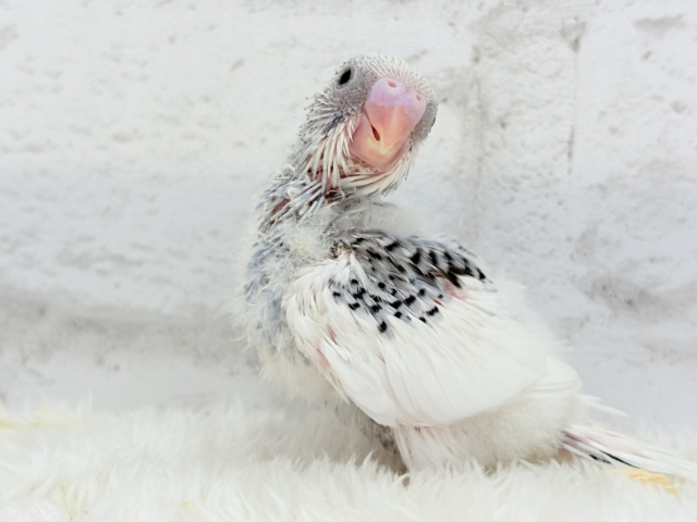 【最新画像更新🪄】個性的カラー☆上目遣いが得意な子♥セキセイインコ(パイド) ヒナ セキセイインコ
