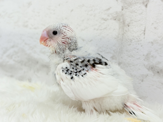 【最新画像更新🪄】個性的カラー☆上目遣いが得意な子♥セキセイインコ(パイド) ヒナ セキセイインコ