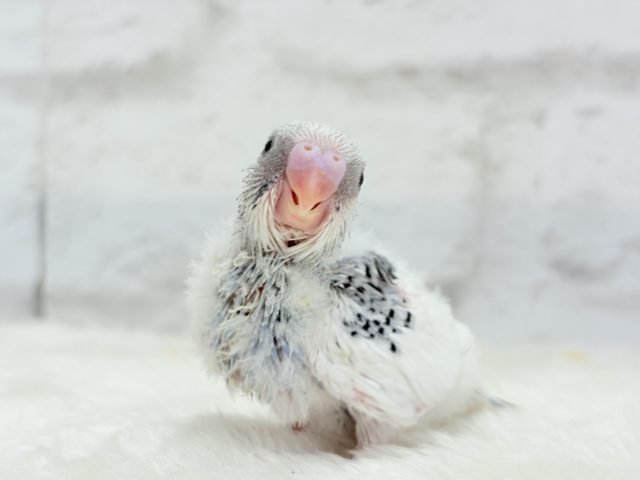 【最新画像更新🪄】個性的カラー☆上目遣いが得意な子♥セキセイインコ(パイド) ヒナ セキセイインコ
