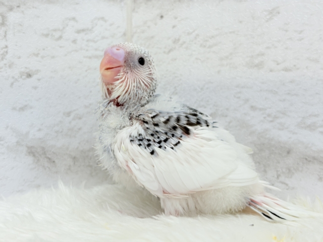 【最新画像更新🪄】個性的カラー☆上目遣いが得意な子♥セキセイインコ(パイド) ヒナ セキセイインコ