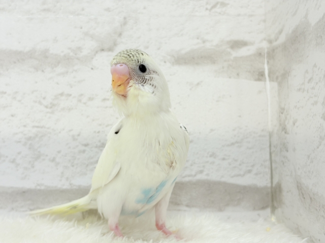 【最新画像更新🪄】好奇心の塊♥探検するゾ!!セキセイインコ(クリームハルクイン) ヒナ セキセイインコ