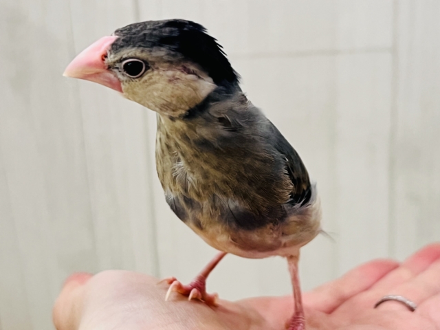 可愛い動画更新💓慣れすぎて大変💕生え変わり中です✨桜文鳥〜🌸 桜文鳥