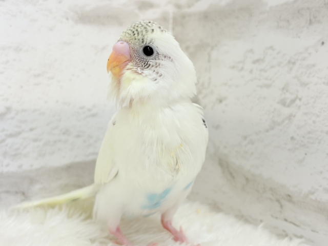 【最新画像更新🪄】好奇心の塊♥探検するゾ!!セキセイインコ(クリームハルクイン) ヒナ セキセイインコ