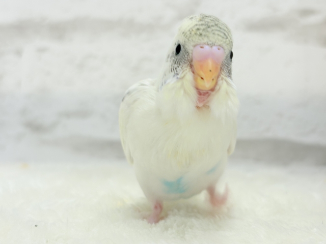 【最新画像更新🪄】好奇心の塊♥探検するゾ!!セキセイインコ(クリームハルクイン) ヒナ セキセイインコ