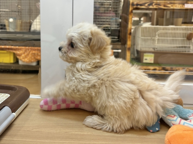 愛のジャンプなら負けない!!マルプーちゃん! マルプー