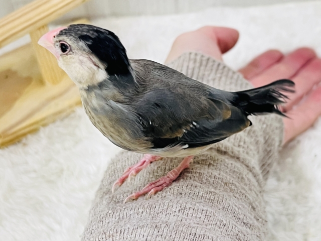 桜文鳥