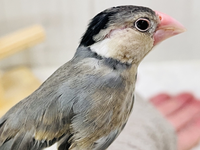 桜文鳥