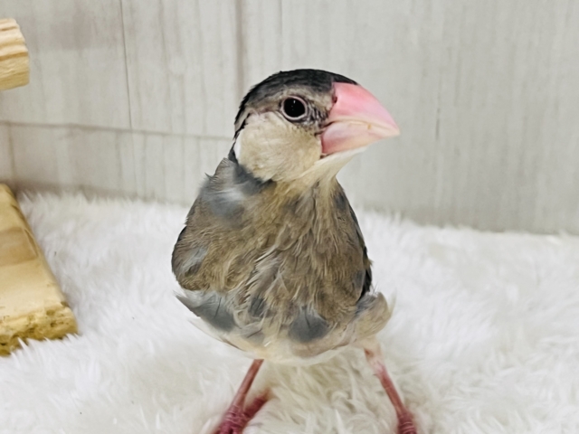 可愛い動画更新💓慣れすぎて大変💕生え変わり中です✨桜文鳥〜🌸 桜文鳥