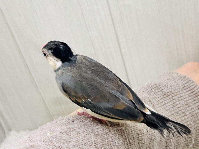 桜文鳥