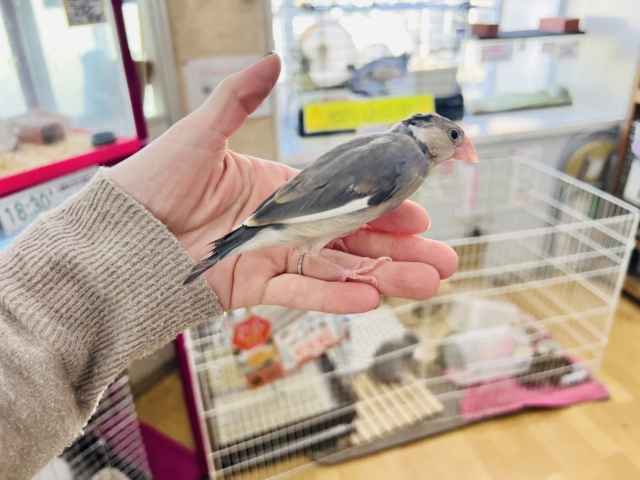 可愛い動画更新💓慣れすぎて大変💕生え変わり中です✨桜文鳥〜🌸 桜文鳥