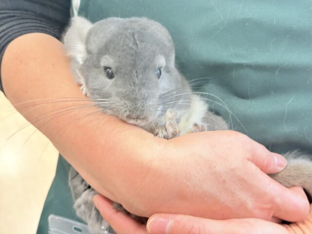 チンチラ