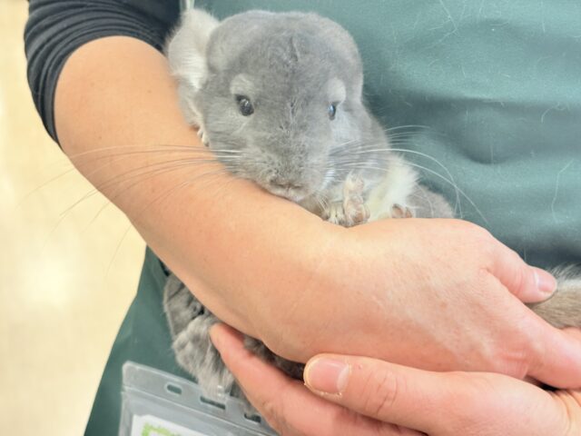 【最新画像・動画更新🪄】抱っこなでなでOK🙆♀️可愛さと美しさW盛り🐭💖チンチラ(バイオレット) 女の子 チンチラ