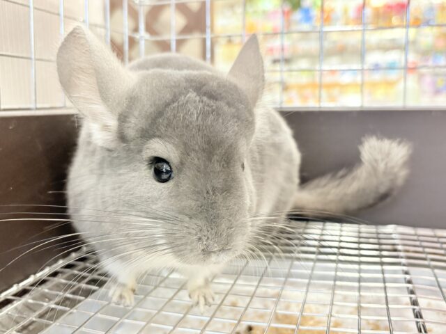 チンチラ