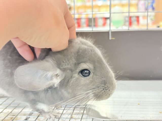 チンチラ